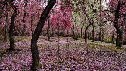 城南宮の枝垂れ梅