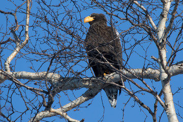 Stellers sea eagle sitting in the crown of birch on a winter day