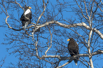 two Stellers eagles sitting on branches in the crown of a birch