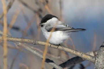willow tit who sits on a branch on a winter day