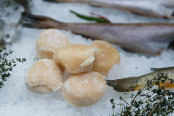 Frozen fish in a commercial freezer. Different river fish, fish cakes, sea bass