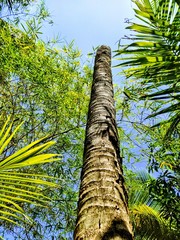 Fototapeta premium palm trees in park