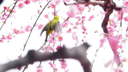 城南宮の梅林とメジロ