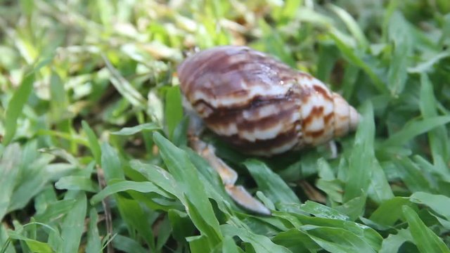 Hermit or diogenes crab in a beautiful gastropod shell as dwelling with water. Posibly from genus Coenobita.