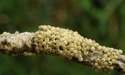 Many insect eggs on the branches