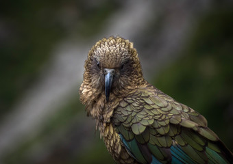 Kea Mountain Parrot
