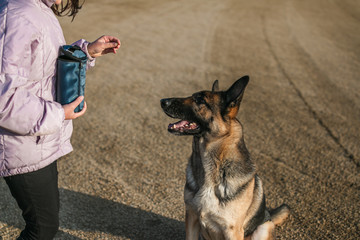 german shepherd during trick training. a girl has treat pouch and a treat in her hands. the dog is looking at the treat in her hand, and he is in the 