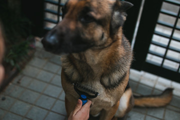 german shepherd getting brushed by a woman. The german shepherd's coat is medium length and black...