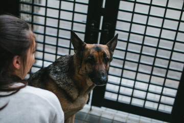 a german shepherd is looking straight into the camera. he looks a little sad, but he is very calm....