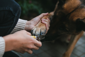 a german shepherd is getting his toenails clipped. He is being very calm and he is sniffing under...