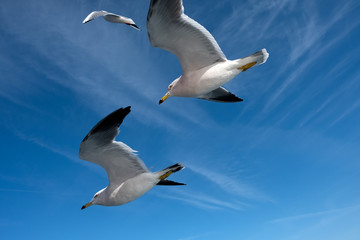 空を飛ぶウミネコ