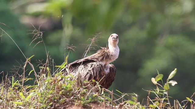 Behavior of the Himalayan vulture