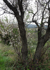 Blooming spring almonds on a blurry background