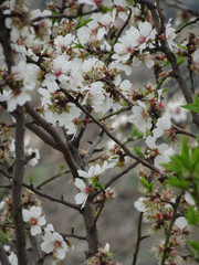 Blooming spring almonds on a blurry background