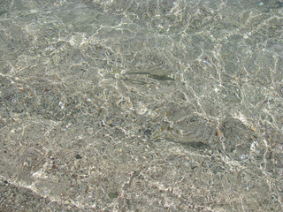 abstract natural background small fishes in coastal water on a background of sand in the Red Sea