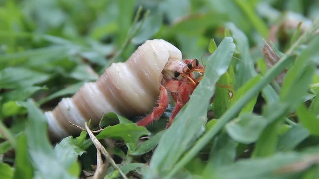 Hermit crab (probably Clibanarius) in a beautiful gastropod shell as dwelling with water. South coast of Sri Lanka