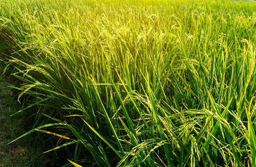 Greenery rice planting growing in conversion experiments agriculture plantation fields in public park under sky and sunshine morning