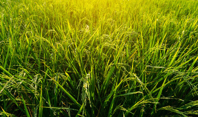 Greenery rice planting growing in conversion experiments agriculture plantation fields in public park under sky and sunshine morning