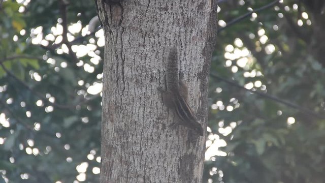 Indian palm squirrel (Funambulus palmarium) runs along the trunk of a tree in a tropical forest. Round sun glare in the background. Sri Lanka, December