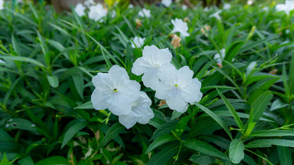 bunches of white petals Ruellia tuberosa flowering plant blooming on greenery leaves in garden