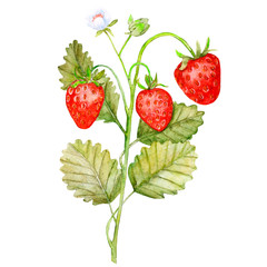 Bush of red strawberries. Berries and flowers on a white background.