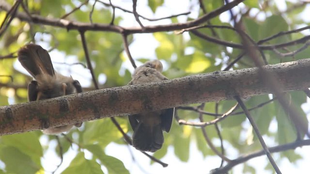 Mating interactions, pair-bonding: mutual cleaning of the plumage (preening). Ceylon Rufous Babbler (Turdoides rufescens) - Sri Lanka endemic species, December