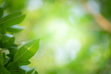 Obraz premium Beautiful leaf in sunlight. Green nature background for ecology and freshness.