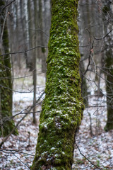 green moss on a tree in winter, Moscow