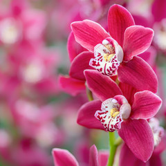 Fototapeta na wymiar Beautiful sweet pink color Phalaenopsis orchid flower tree in soft color and blur. Orchids flower, orchids closed up. Copy Space.