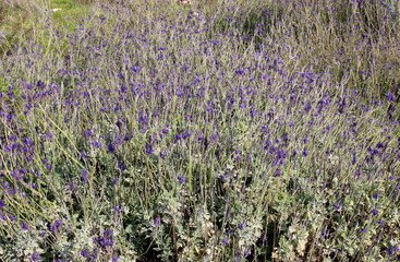 field of lavender
