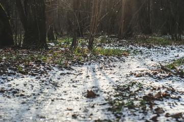 Obraz na płótnie Canvas little snow in the forest, Moscow