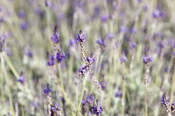 Fototapeta premium lavender field in provence