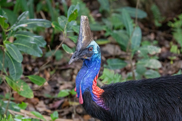Portrait of Cassowary bird