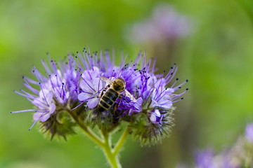 Close up of a bee flying around blossoming flower of Phacelia tanacetifolia, selective focus