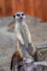 Alert meerkat Suricata suricatta standing on guard