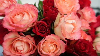 Closeup viele liegende Rosenblüten in rot und rosa-weiß