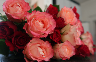 Closeup viele liegende Rosenblüten in rot und rosa-weiß
