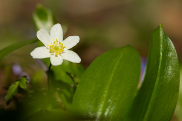Wood anemone (Anemone nemorosa) in shady wood, early spring flower in buttercup family Ranunculaceae. Windflower, thimbleweed or smell fox white anemone, rhizomatous toxic plant 