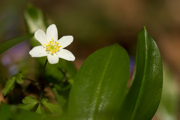 Fototapeta premium Wood anemone (Anemone nemorosa) in shady wood, early spring flower in buttercup family Ranunculaceae. Windflower, thimbleweed or smell fox white anemone, rhizomatous toxic plant 