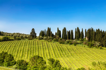 Fototapeta na wymiar View of the vineyards of Tuscany on a Sunny spring day. Italy