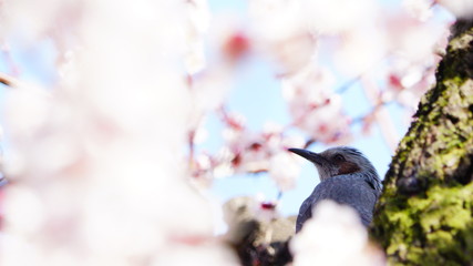 大阪城公園の梅林