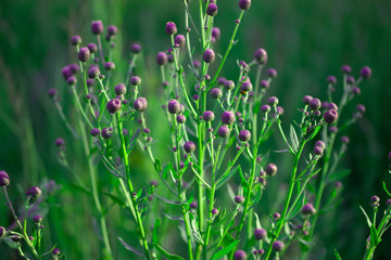 Wild flowers on the field