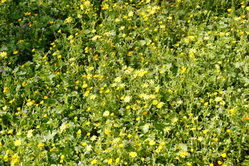 field of yellow flowers