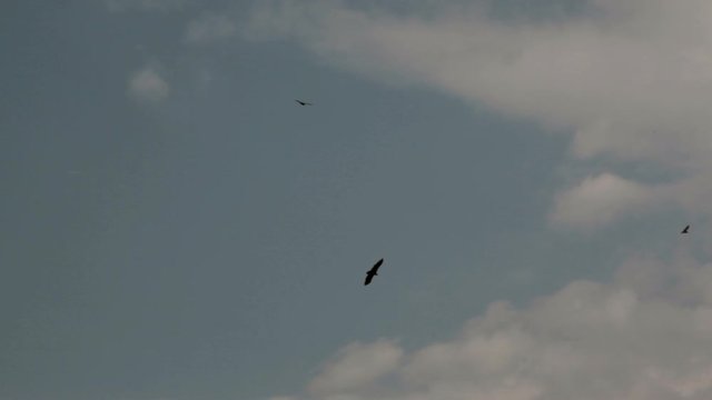 Vultures fly in circles over savannah, Masai Mara, Kenya safari, long shot