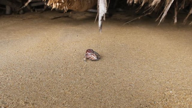 Hermit or diogenes crab in a beautiful gastropod shell as dwelling with water. Posibly from genus Coenobita