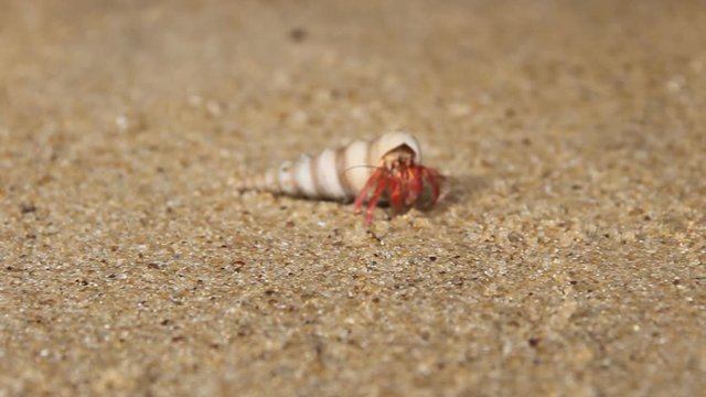 Hermit or diogenes crab in a beautiful gastropod shell as dwelling with water. Posibly from genus Coenobita