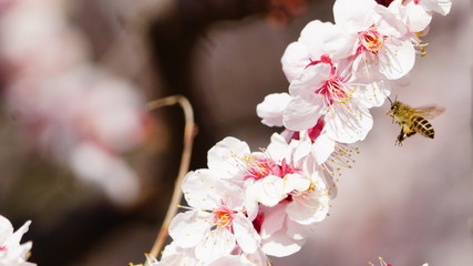 大阪城公園の梅林