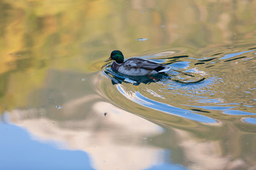 Ducks swimming in the water.