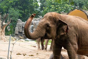 ベトナムの動物園での像
