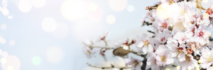 Spring background with blossom